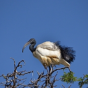 "African Sacred Ibis" Montagu, South Africa